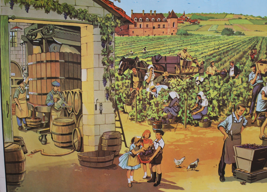 Vintage French School Poster - 'Grape Harvest' (Circa 1950s - 1960s)
