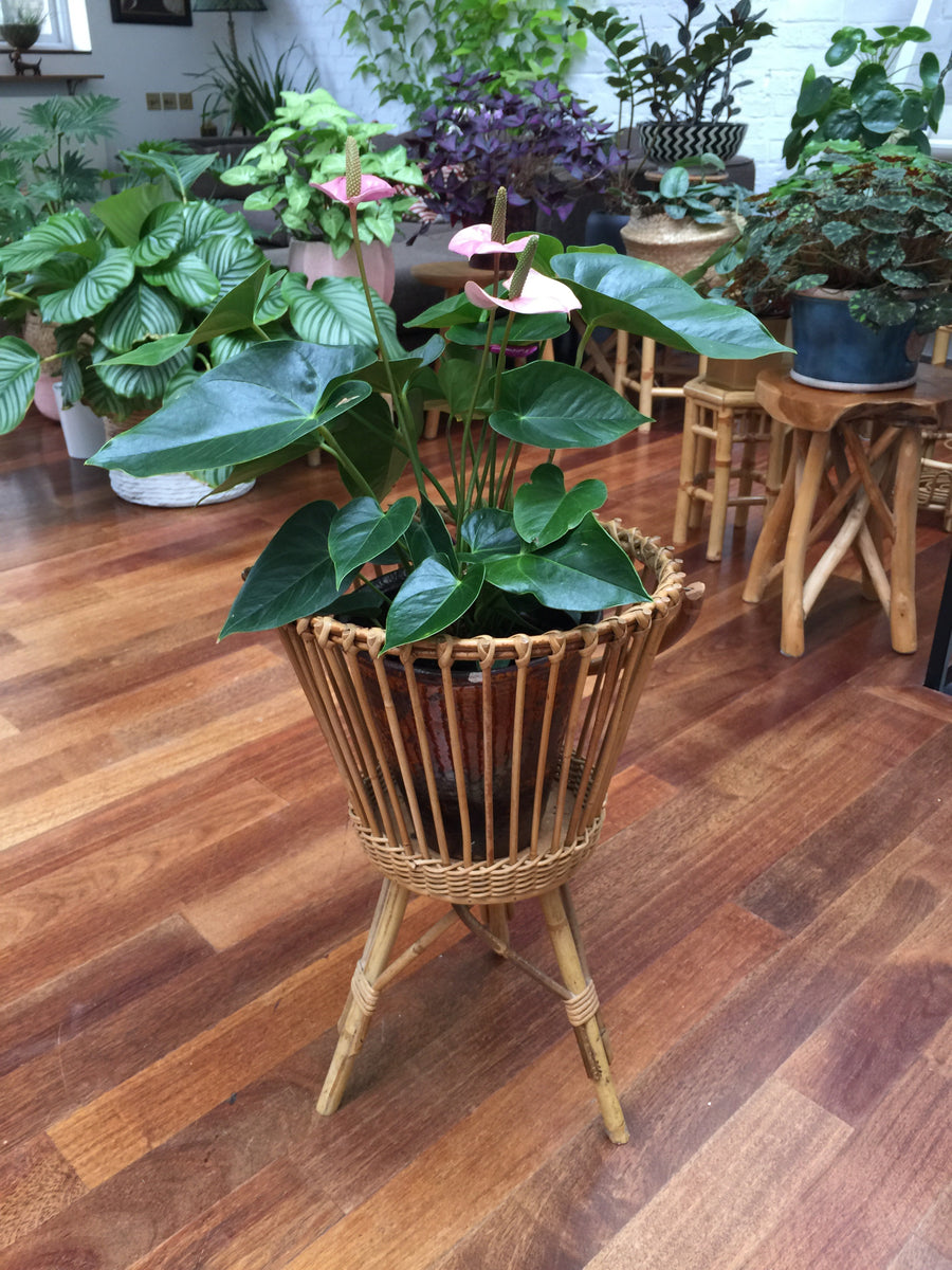 Vintage Rattan Plant Stand with Handle (c. 1960s)